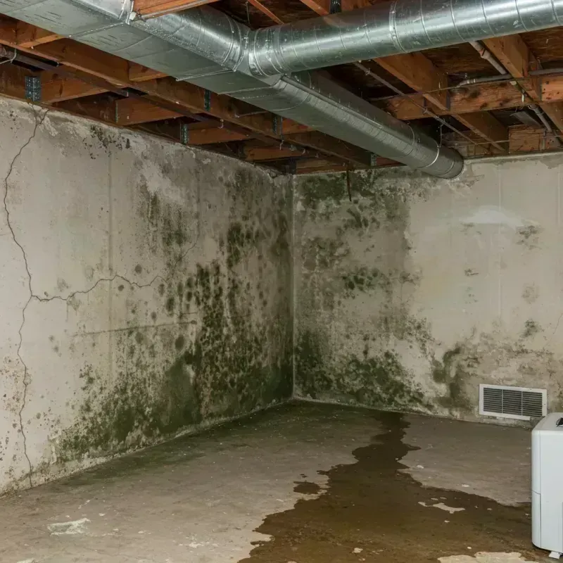 Professional Mold Removal in Harrisonburg, LA